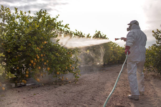 Best Mosquito Control Services  in Prescott Valley, AZ